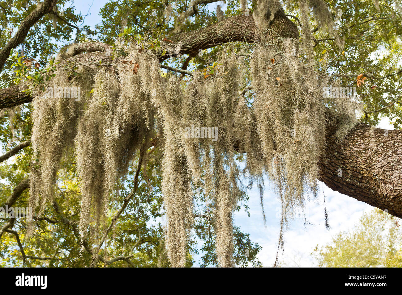 Trees hanging spanish florida invasive hires stock photography and
