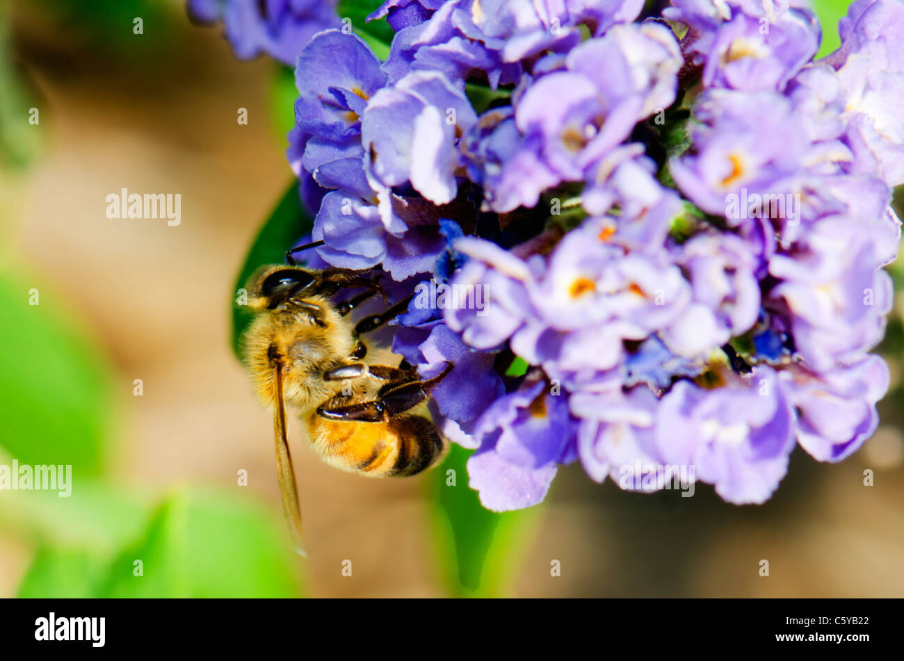 A honeybee, Apis mellifera, gathers pollen from a butterfly bush, Buddleia x blue chip. Oklahoma, USA. Stock Photo