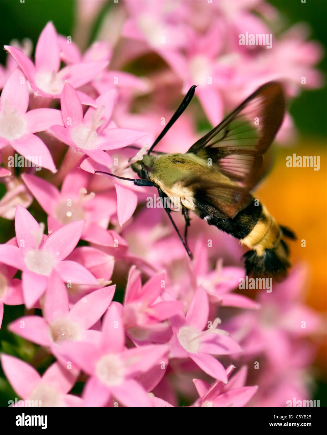 Hummingbird at pentas hires stock photography and images Alamy