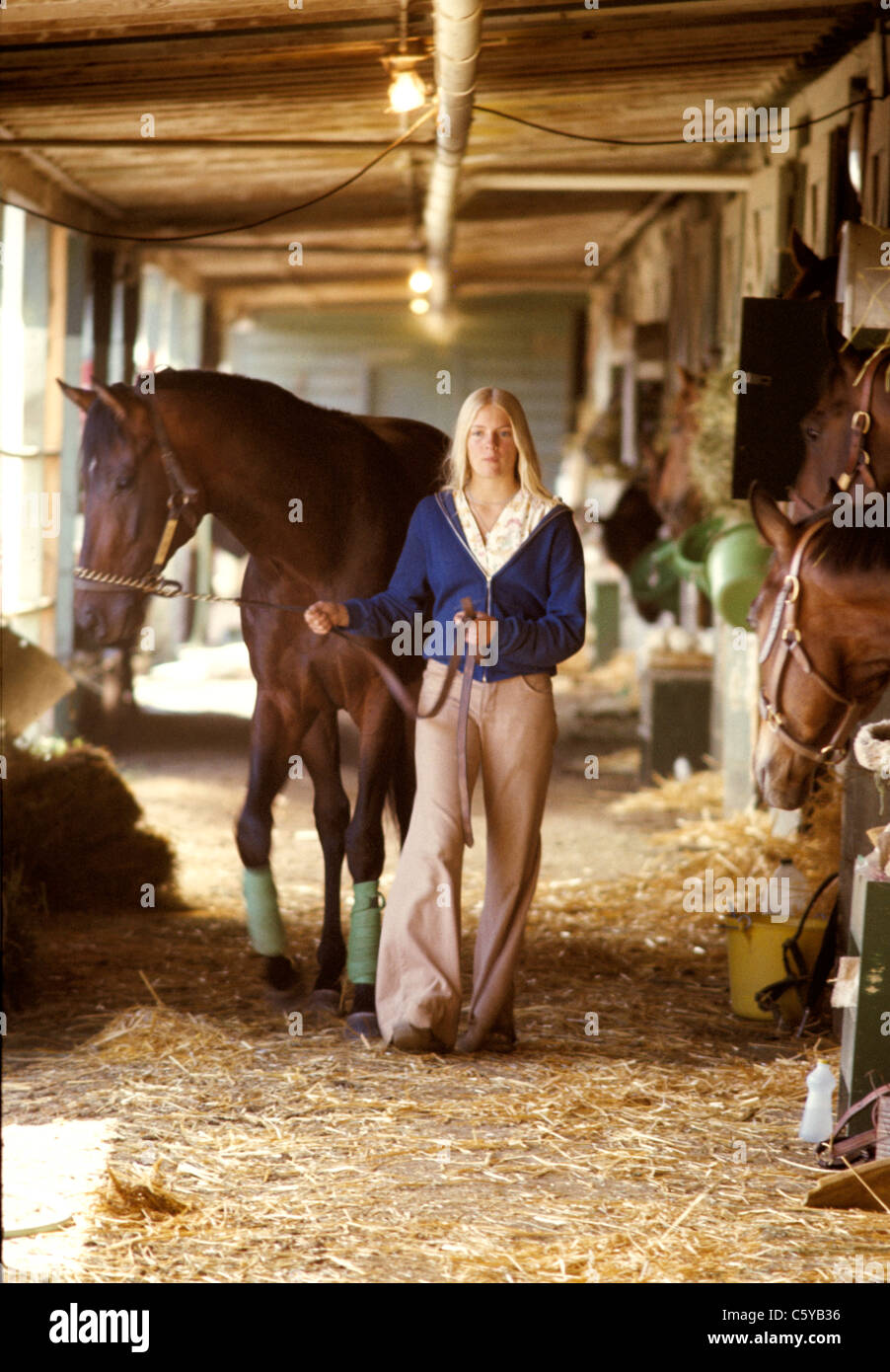 pretty young  woman groom leads horse from stall at stable area of  'Golden gate fields ' Stock Photo