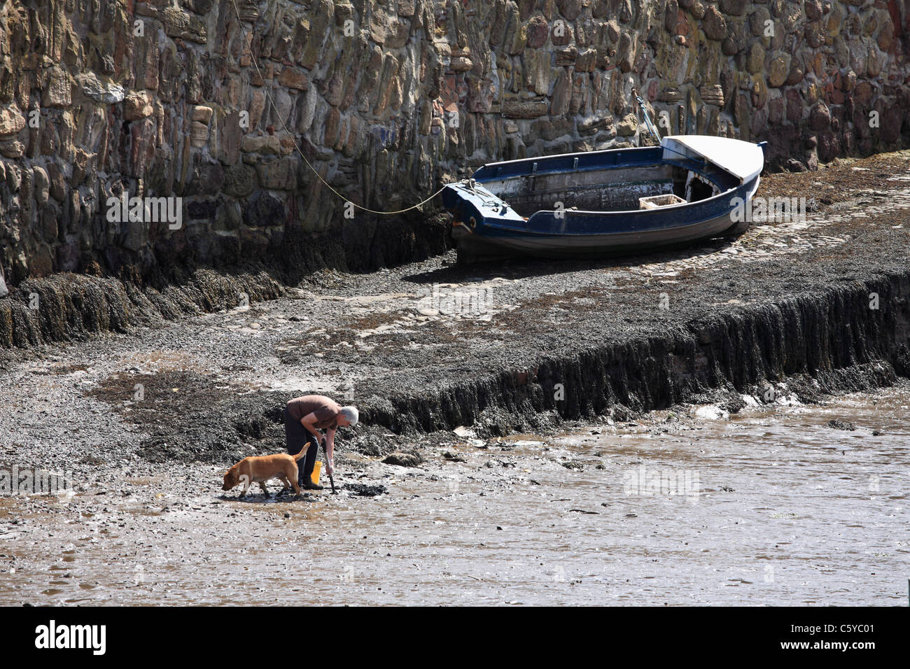 Man with dog digging for worms Dunbar old Harbour East Lothian Scotland Stock Photo