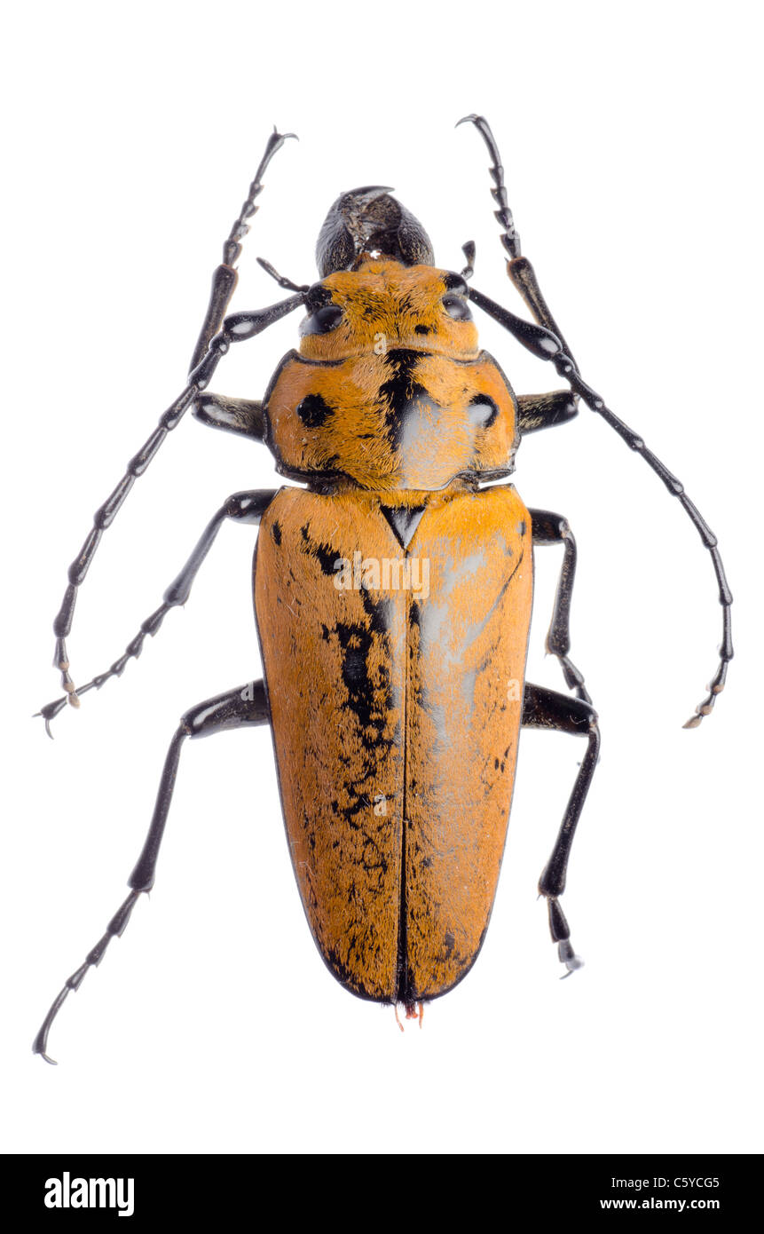 rare insect Trictenotomidae beetle Stock Photo