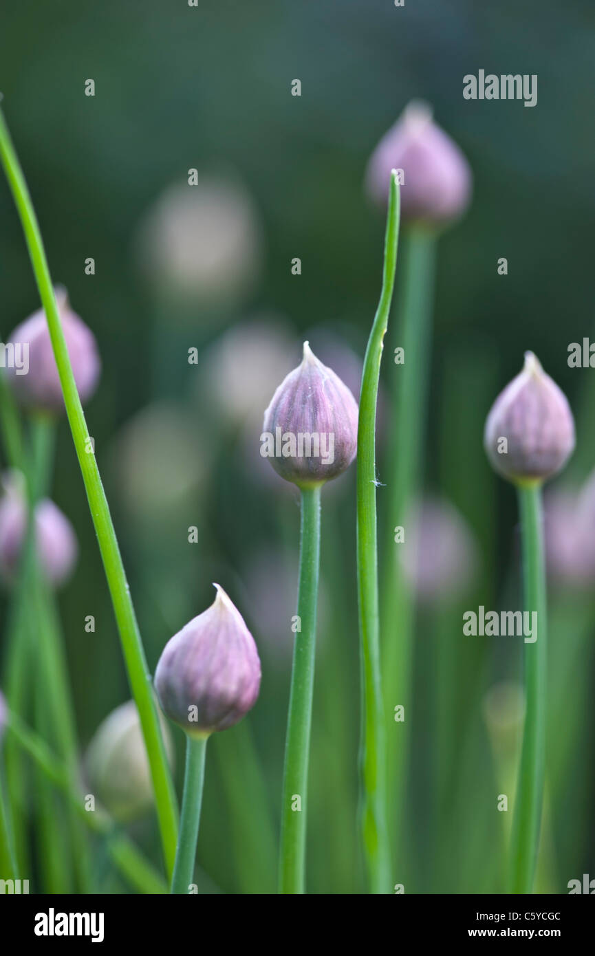 Chives, edible plant common in Western cuisine Stock Photo