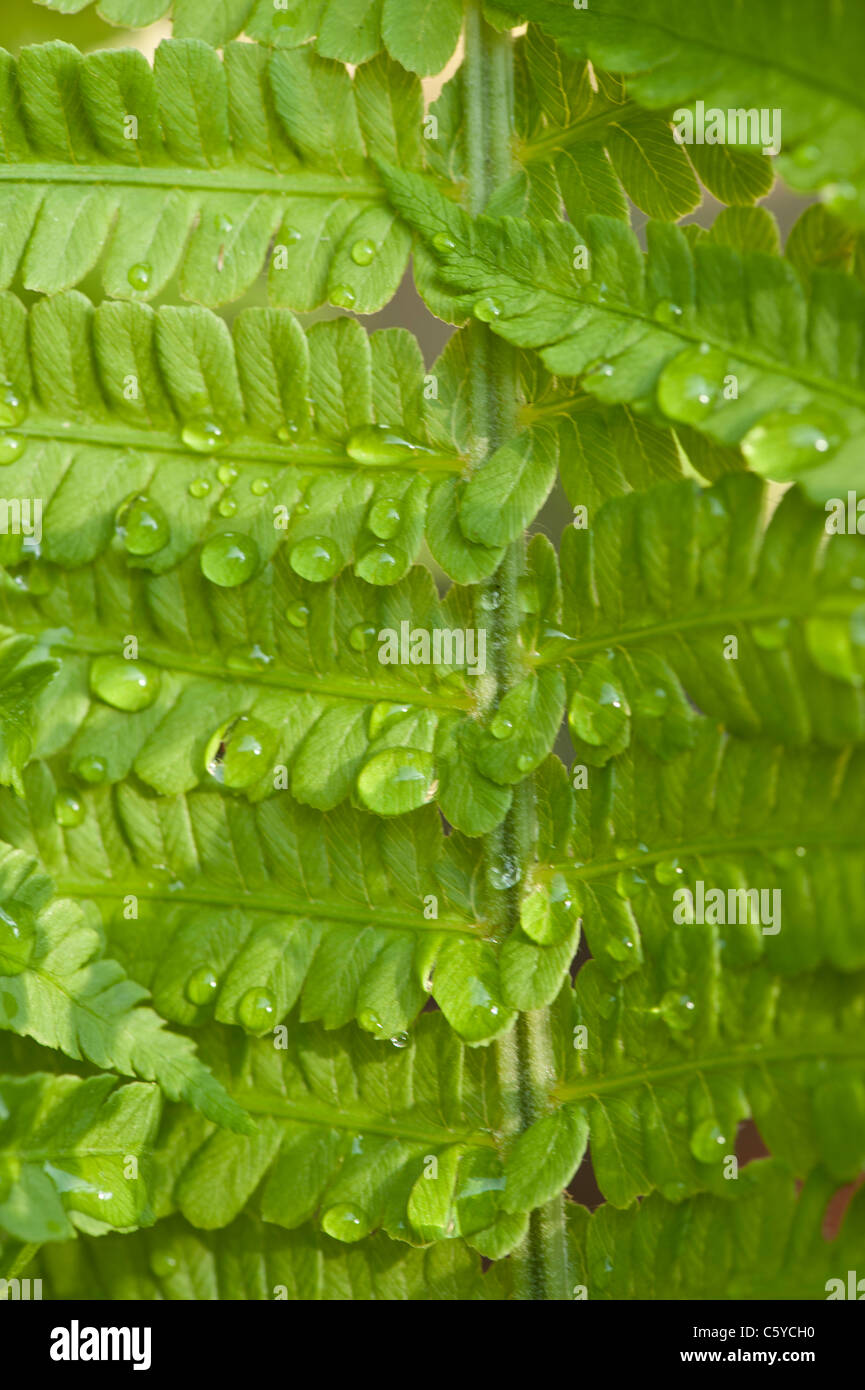 Lush green backdrop hi-res stock photography and images - Alamy