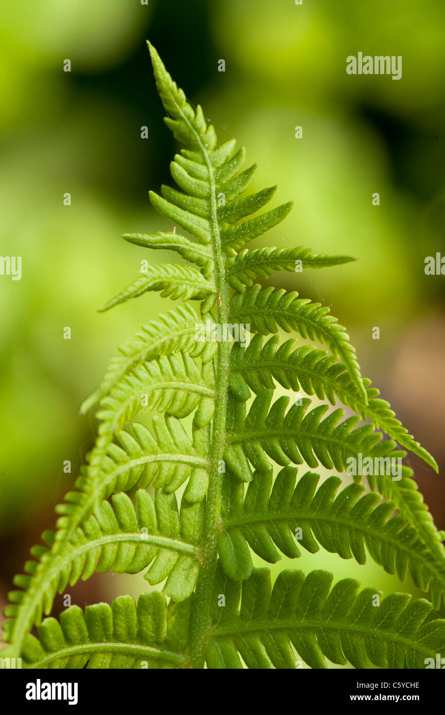 Close up of bright green fern Stock Photo