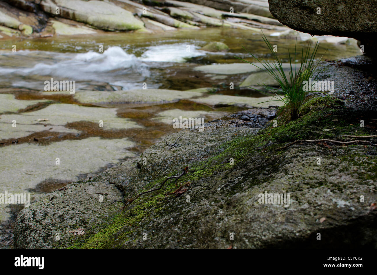 Nature detail, moss and grass tuft on a rock Stock Photo
