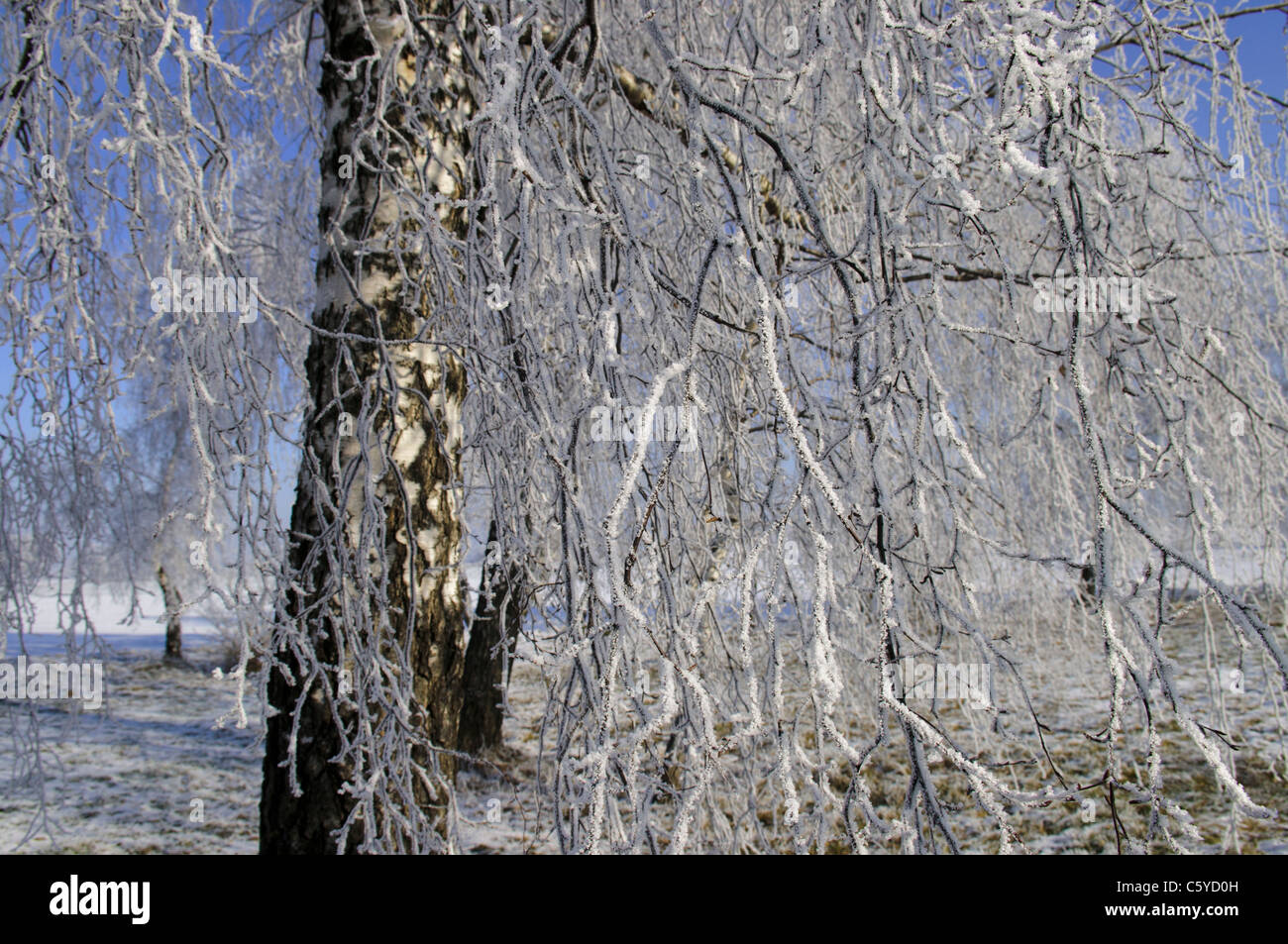 Branches of the birch covered with a snow in the winter Stock Photo - Alamy