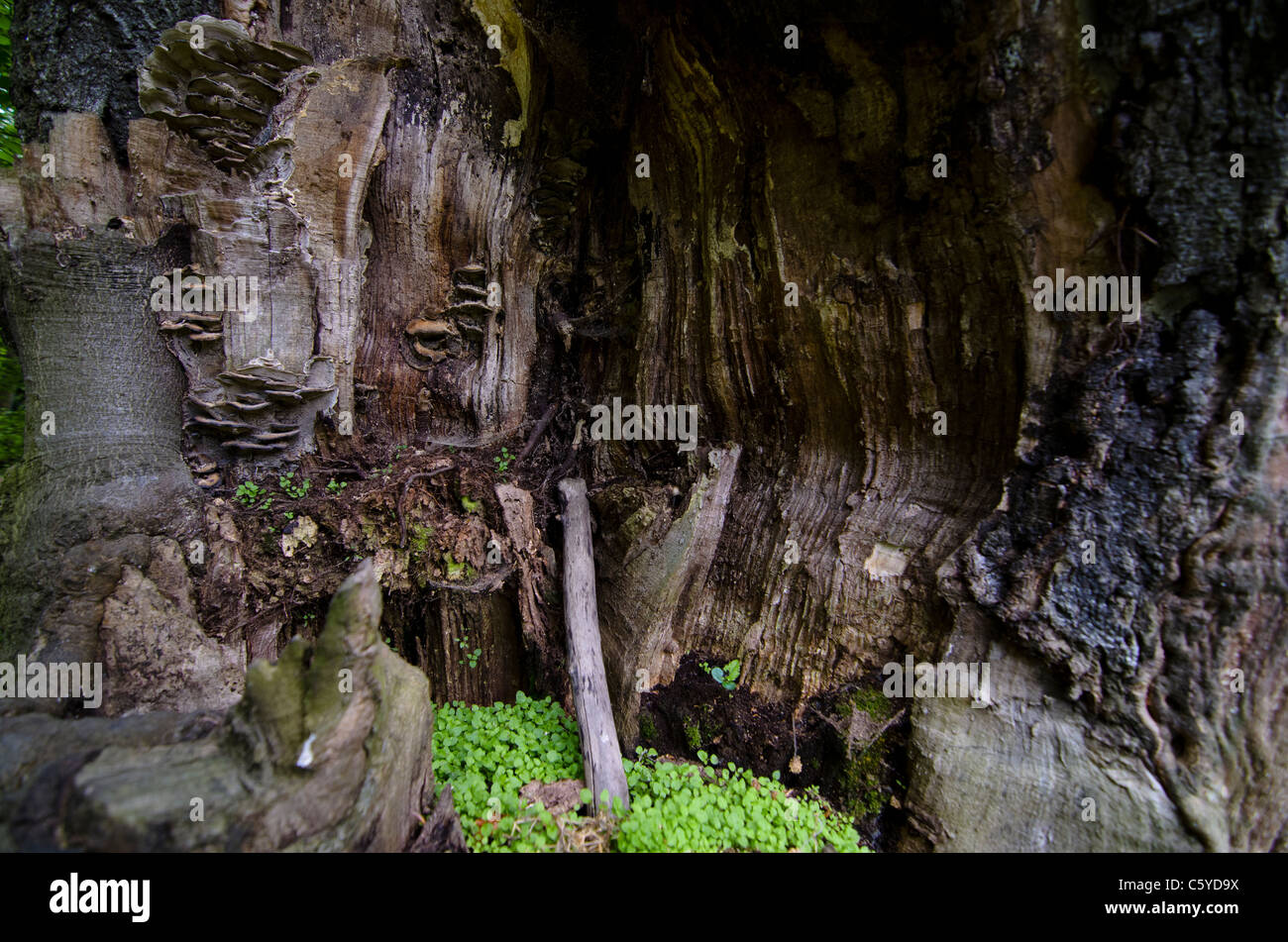 View of an inside the tree Stock Photo - Alamy
