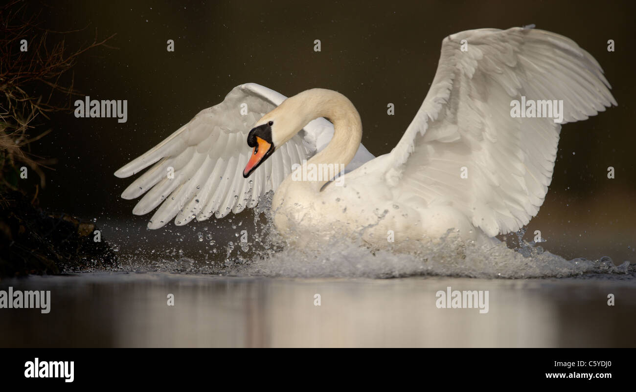 Mute swan Cygnus olor  An adult comes to a halt after chasing some Canada geese out of its territory. Derbyshire, UK Stock Photo