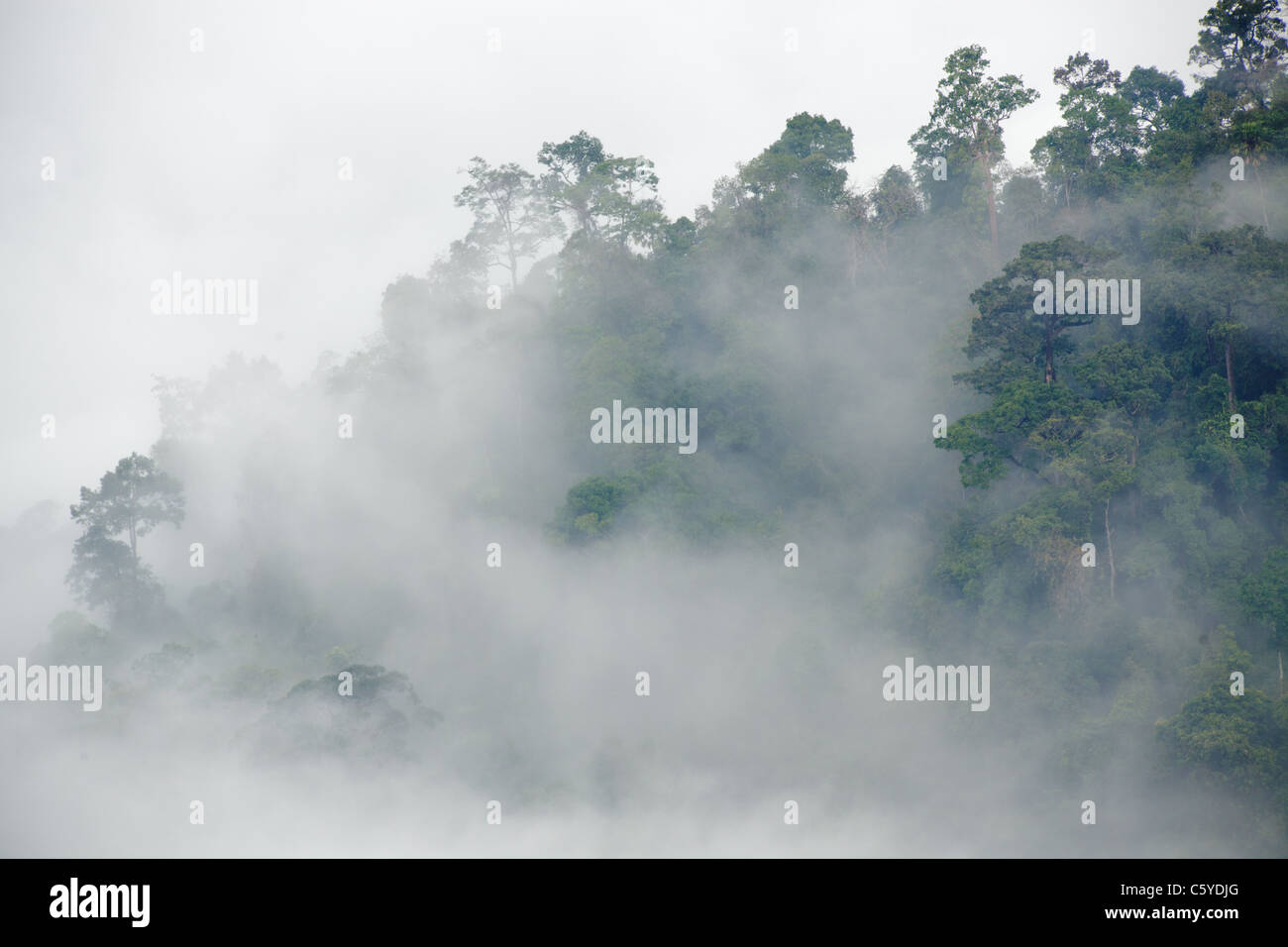 Morning Fog In Tropical Rainforest Kaeng Krachan National Park