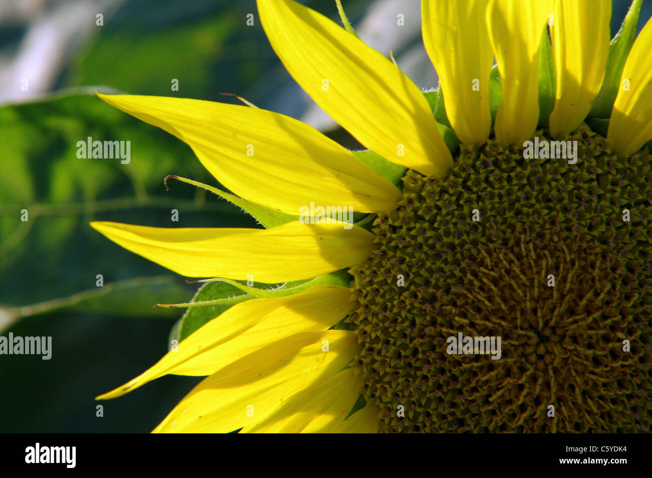 Sunlit Sunflower Stock Photo