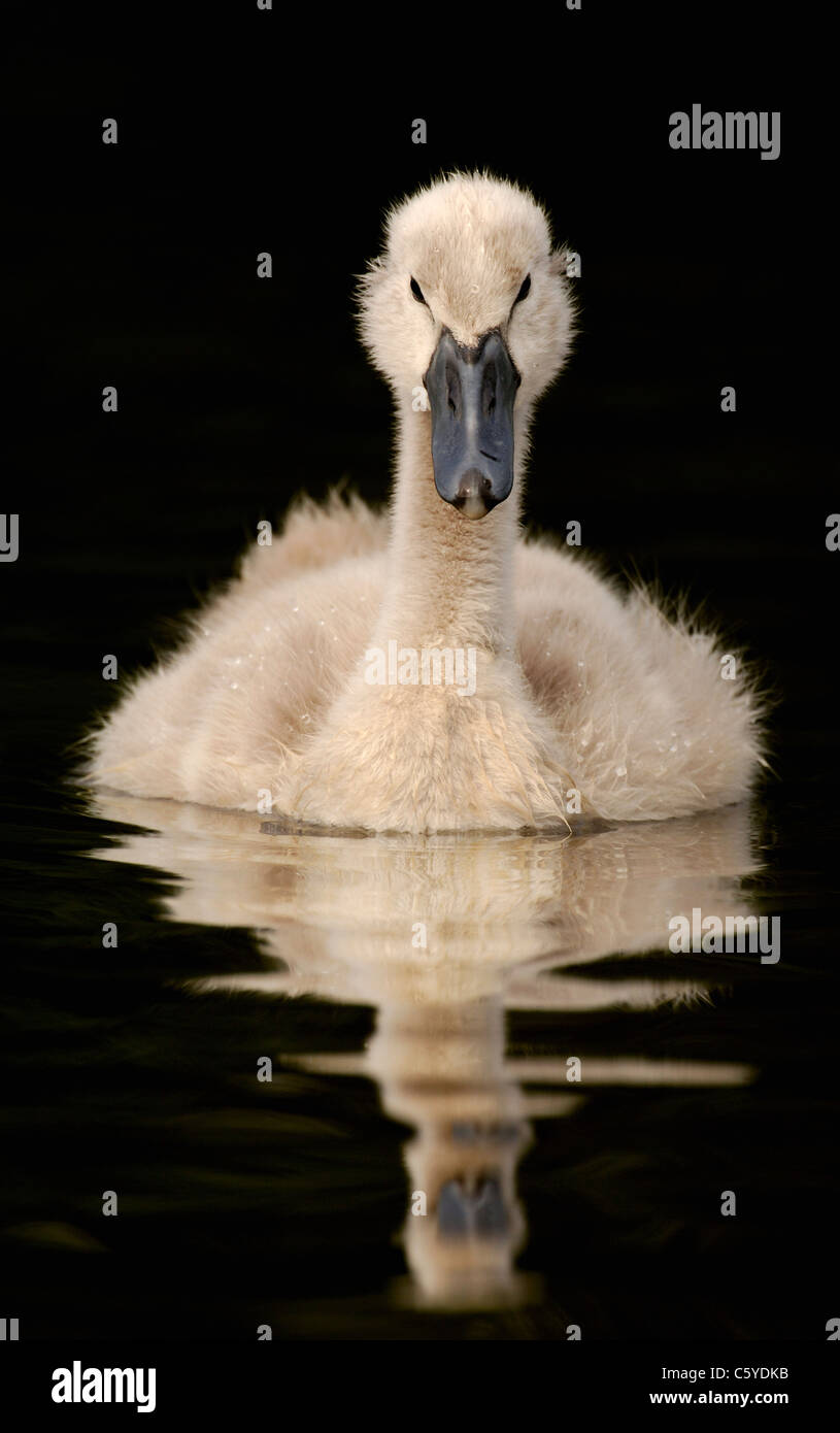 MUTE SWAN Cygnus olor  Portrait of a mute swan cygnet. May.  Derbyshire, UK Stock Photo