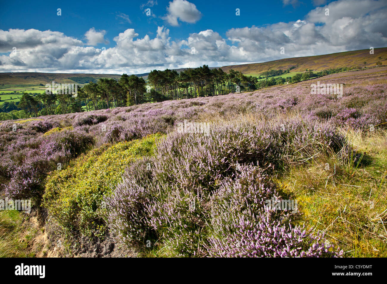 Westerdale, North York Moors National Park Stock Photo Alamy