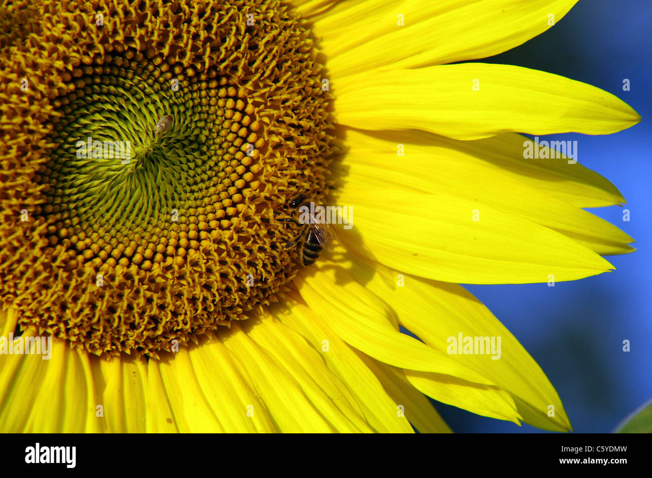 Bee sampling sunflower nectar Stock Photo