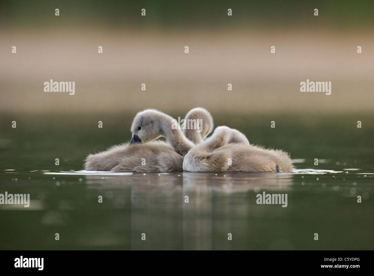 MUTE SWAN Cygnus olor  A group of cygnets preening at dawn on a secluded lake. June.  Derbyshire, UK Stock Photo