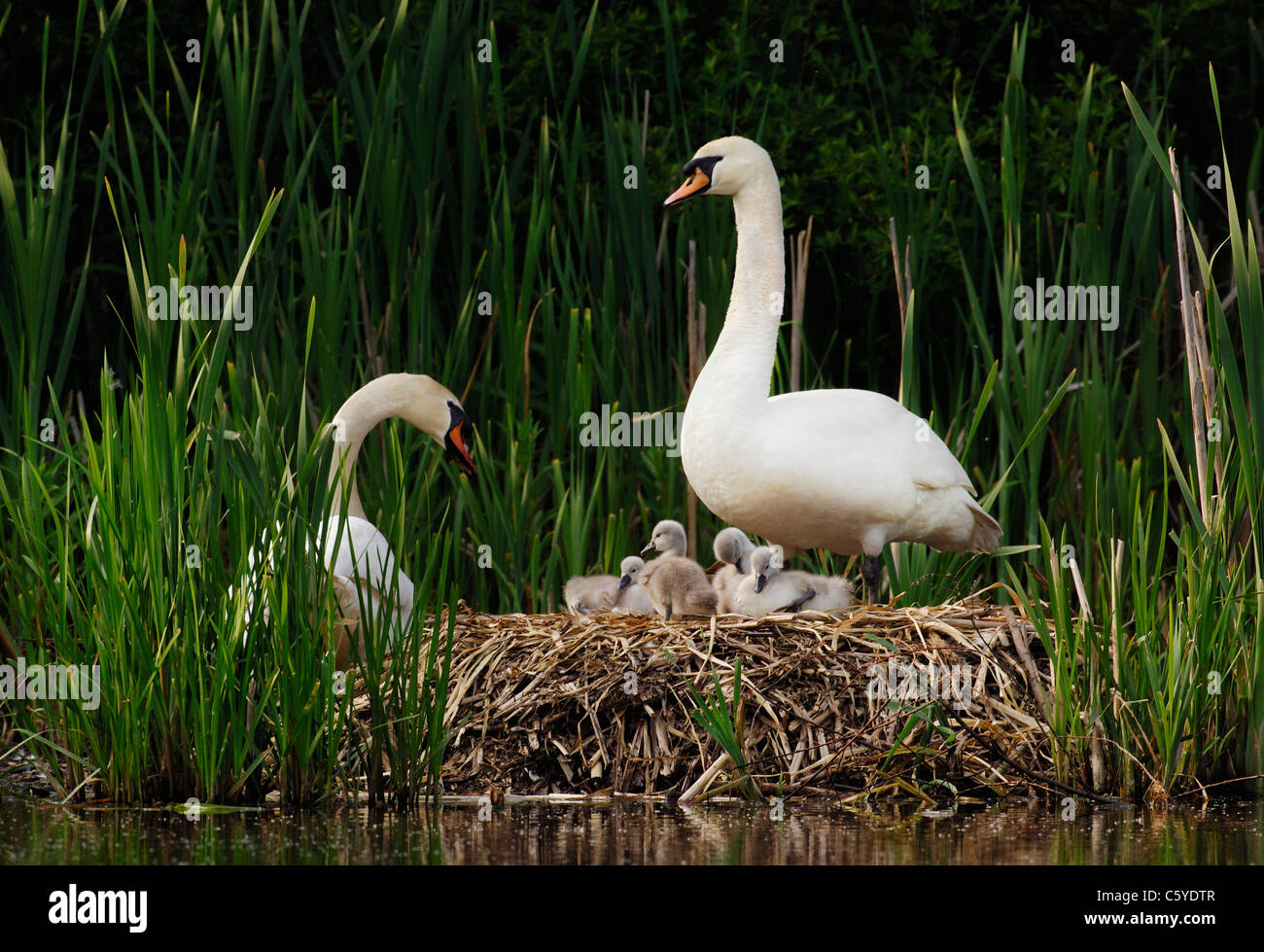 MUTE SWAN Cygnus olor  A family of mute swans on their nest. June.  Derbyshire, UK Stock Photo