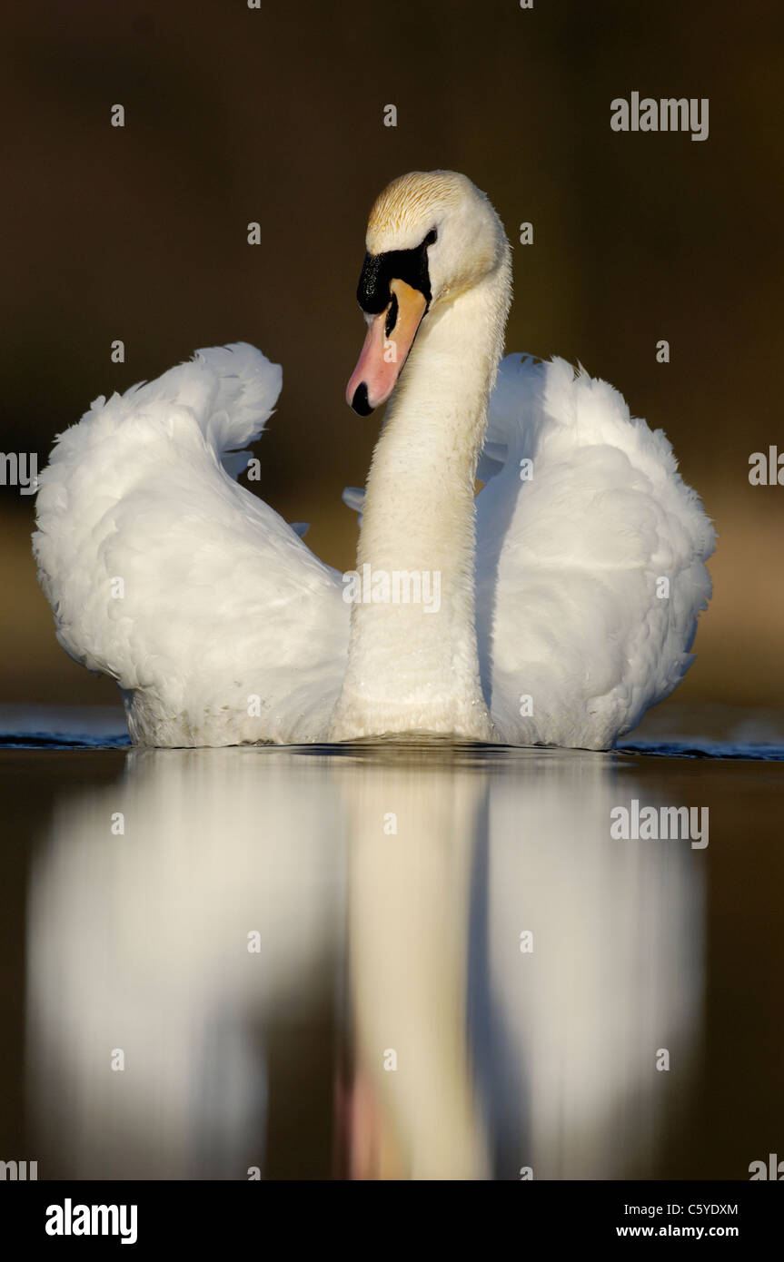 MUTE SWAN Cygnus olor  Portrait of an adult in threat display. March.  Derbyshire, UK Stock Photo