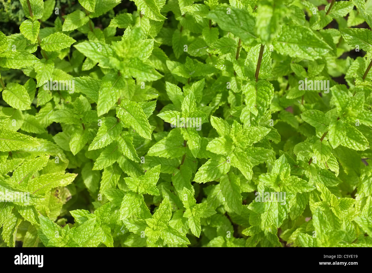Spearmint plant Stock Photo