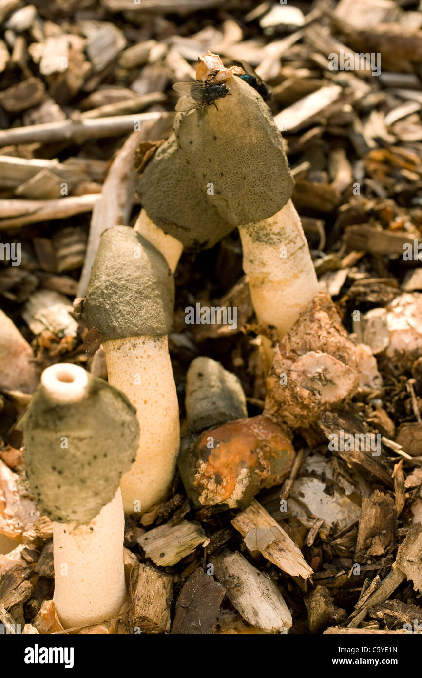 Stinkhorn mushrooms grow in wood mulch in a garden in Massachusetts. Stock Photo