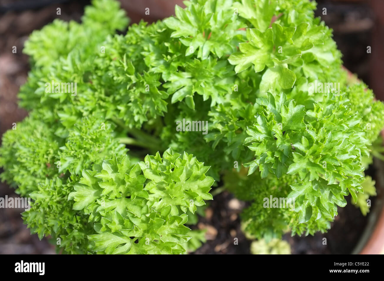 Organic Curley leaf parsley Herb Stock Photo