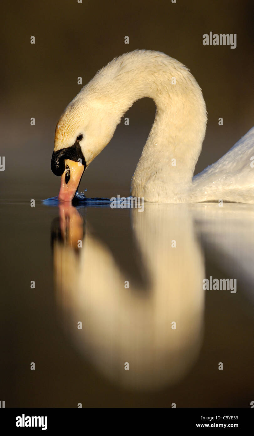 MUTE SWAN Cygnus olor  Profile of an adult on a secluded lake. March.  Derbyshire, UK Stock Photo