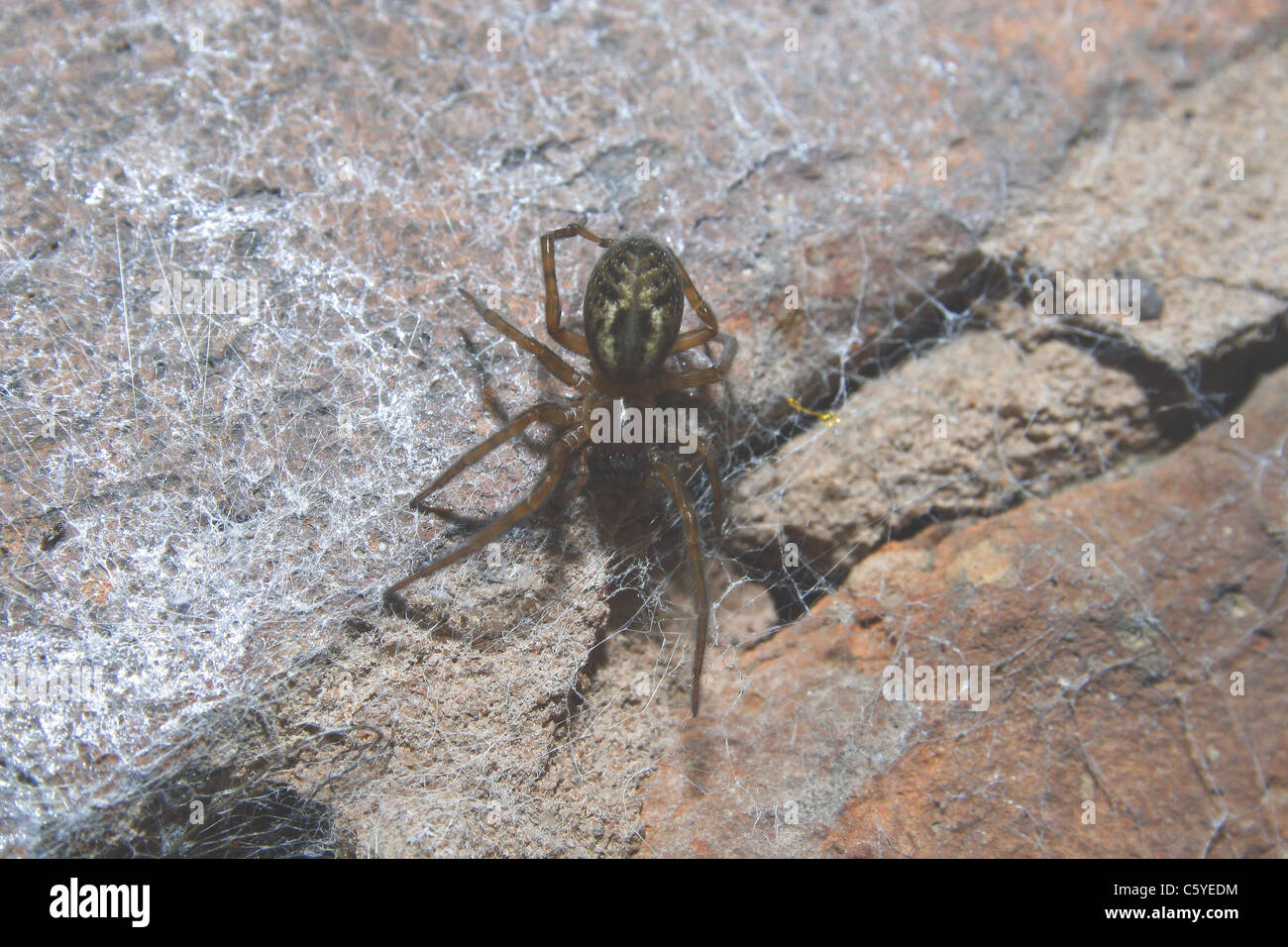image of spider on wall Amaurobius similis Stock Photo