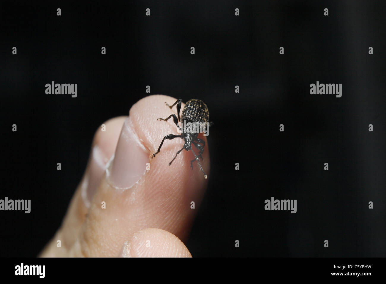 black vine weeveil on male finger Otiorhynchus sulcatus Stock Photo