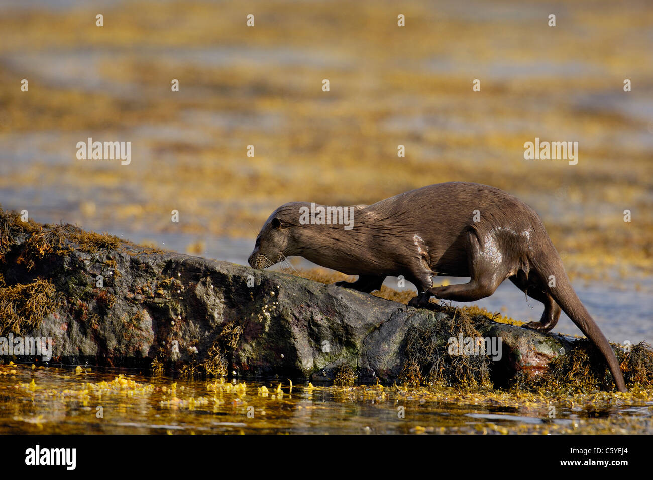 EUROPEAN OTTER Lutra lutra  A wet adult emerges from the sea on a remote Scottish coastline.  Isle of Mull, Scotland, UK Stock Photo