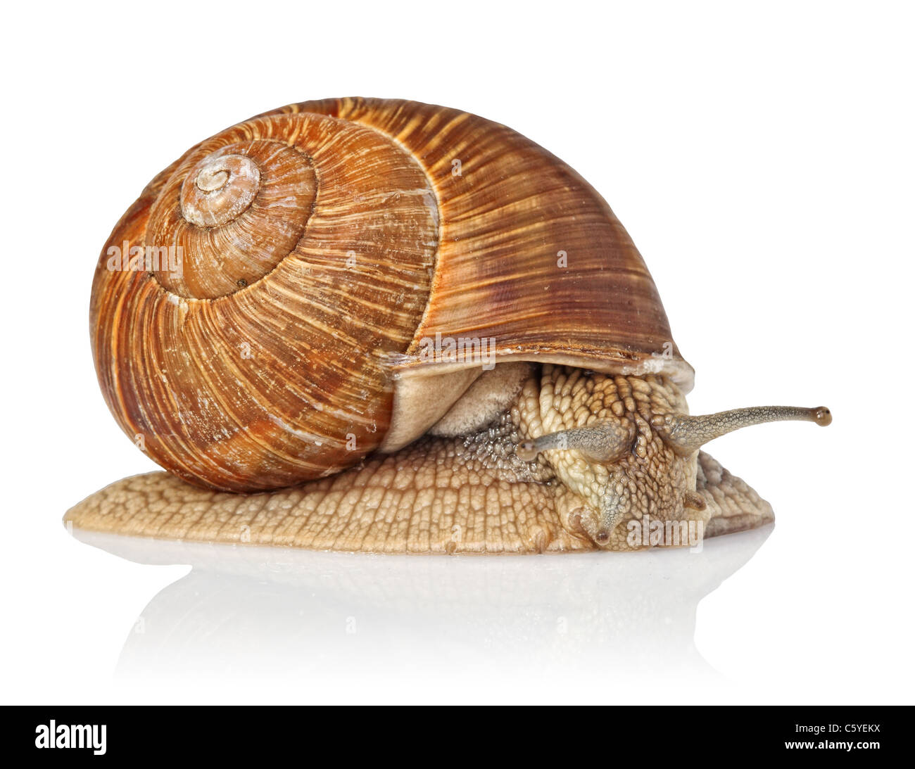 fine closeup image of italian snail Stock Photo Alamy