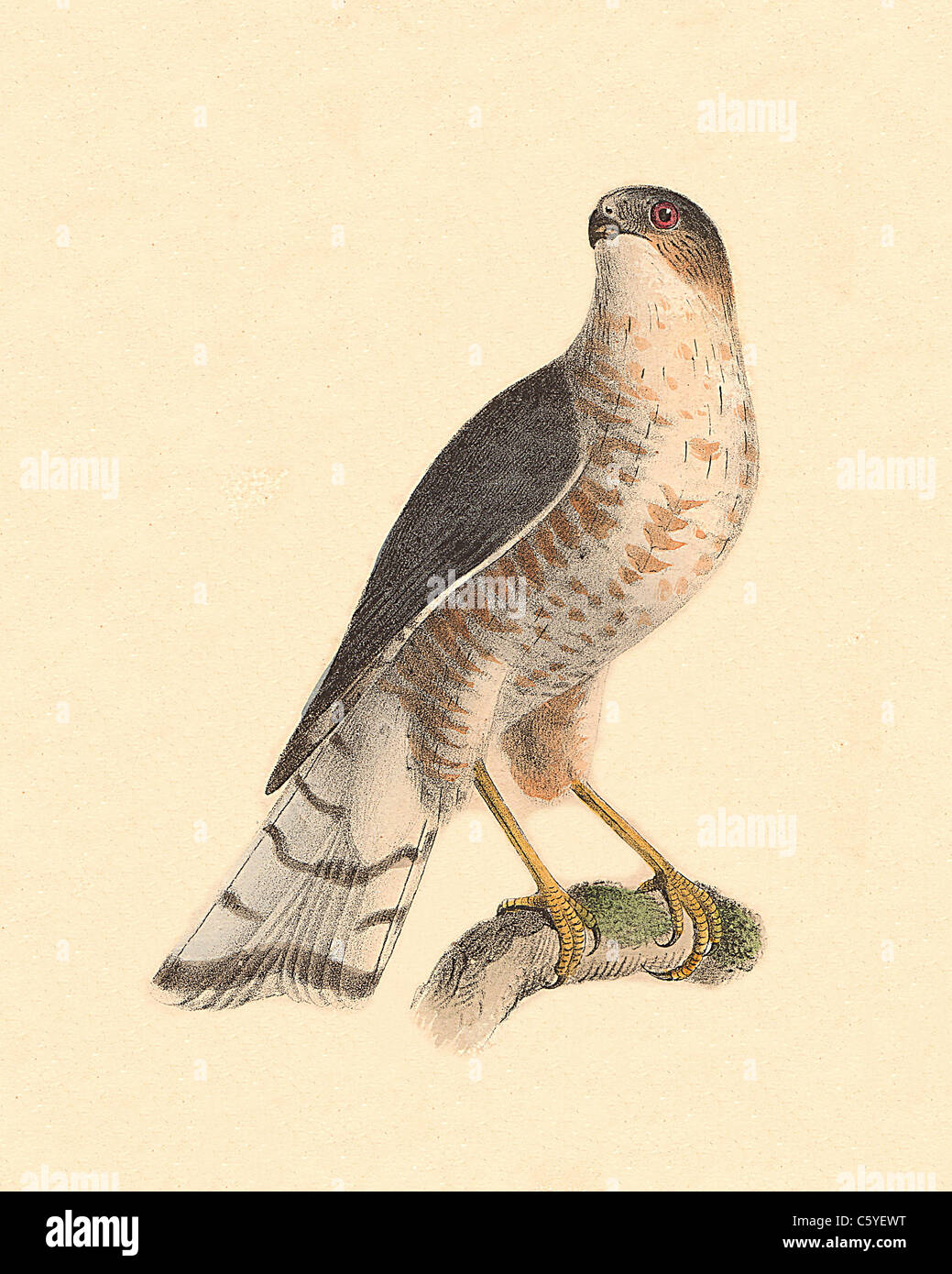 The Slate-colored Hawk, Sharp-shinned hawk (Astur fuscus, Accipiter striatus) vintage bird lithograph, James De Kay, Zoology of NY, Birds Stock Photo
