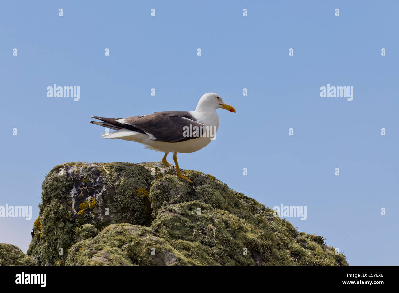 A Lesser black backed Gull with part of its left leg missing on a rock at Skomer Island. Stock Photo