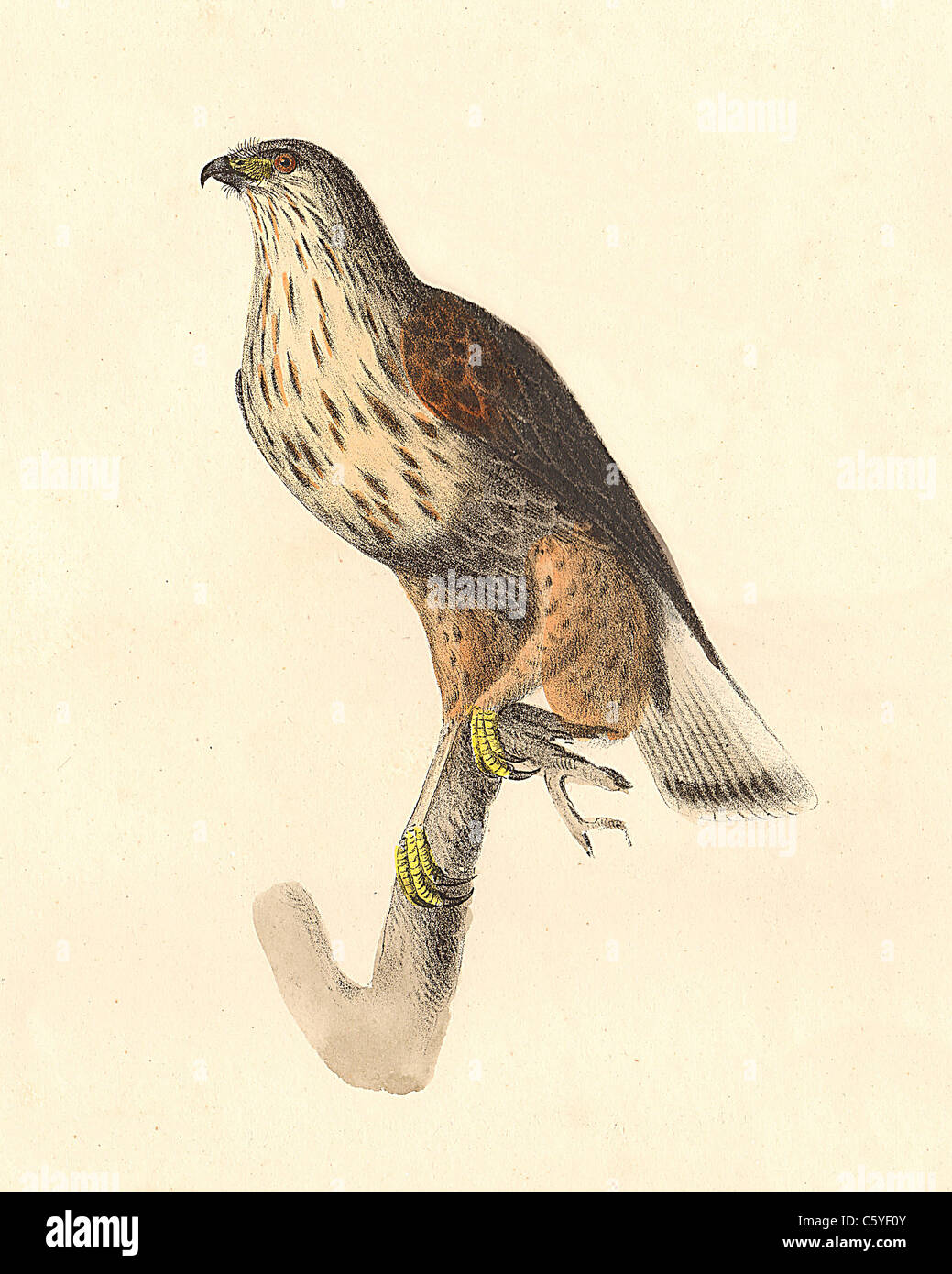The Rough-legged Buzzard, Rough-legged Hawk  (Buteo sancti-joannis, Buteo lagopus) vintage bird lithograph, James De Kay Zoology of NY, Fauna, Birds Stock Photo