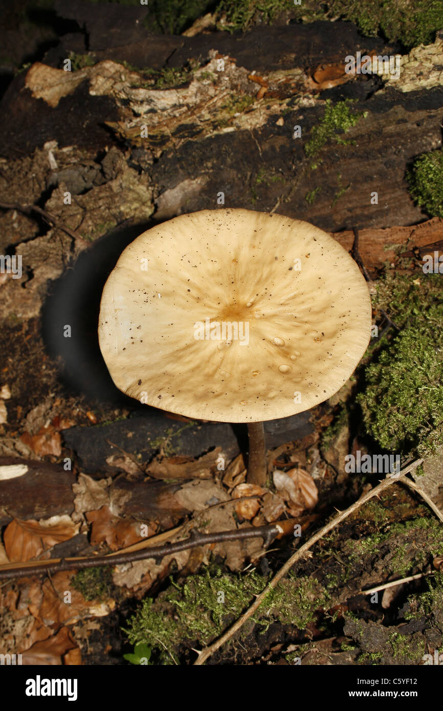 common funnel Clitocybe gibba fungus growing on forest floor Stock Photo