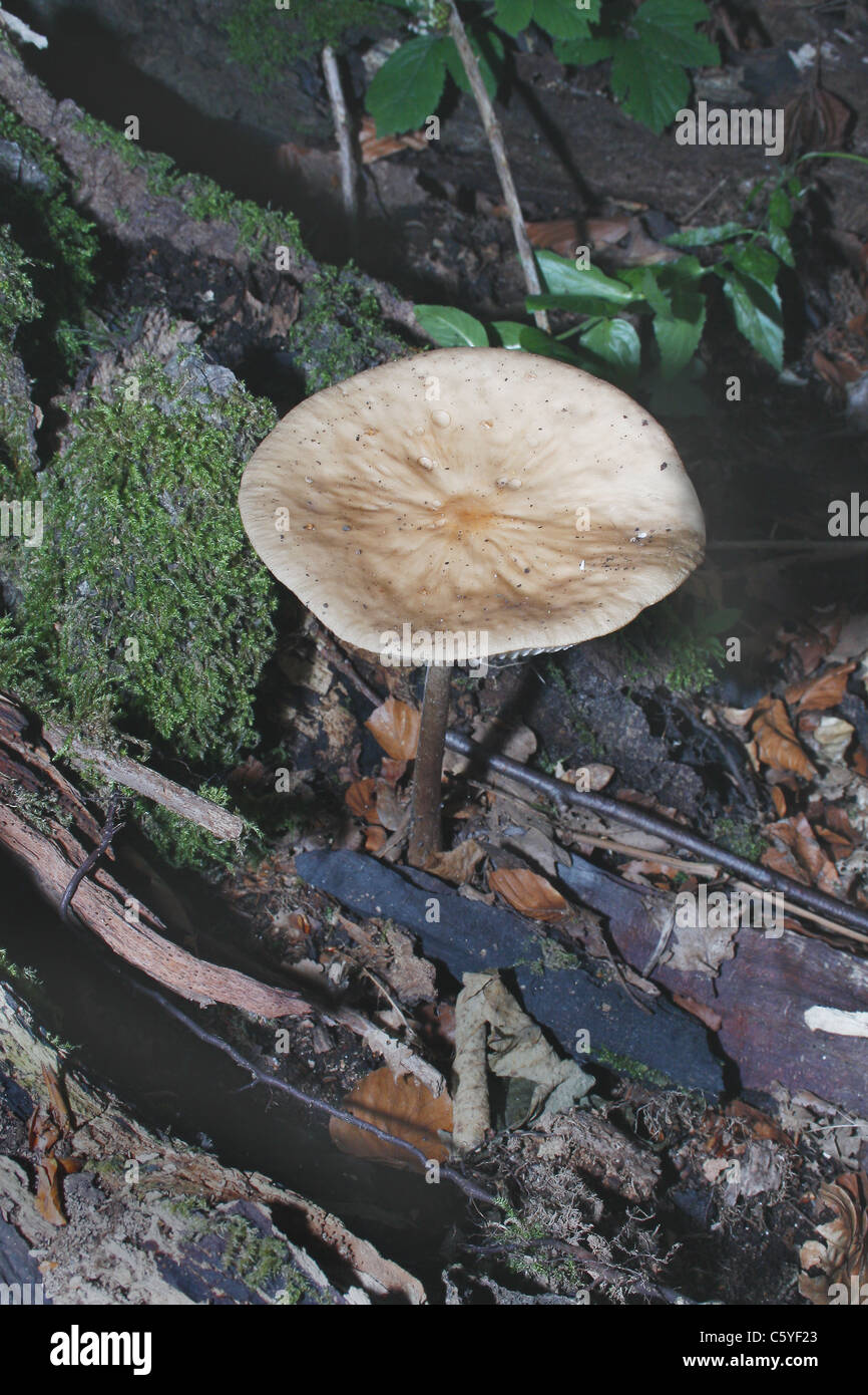 common funnel Clitocybe gibba fungus growing on forest floor Stock Photo