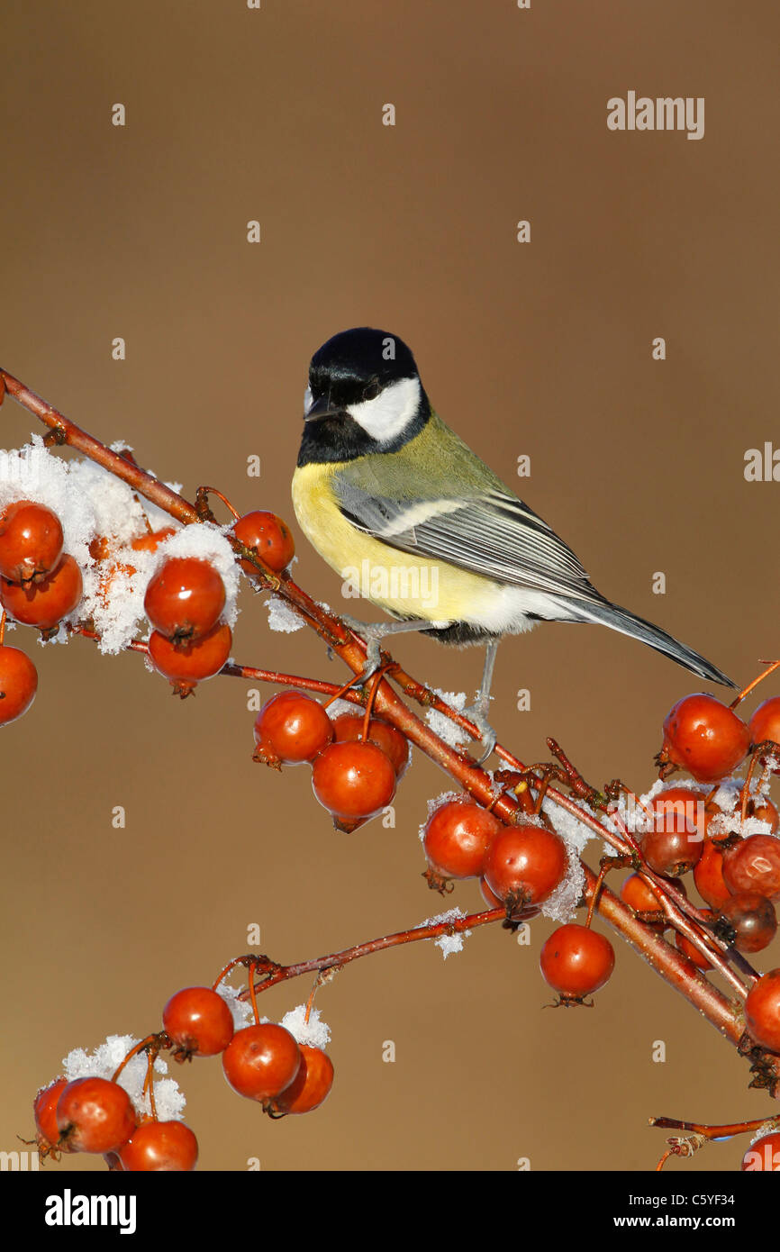 Great Tit (Parus major), adult perched on snowy crab apple. Stock Photo