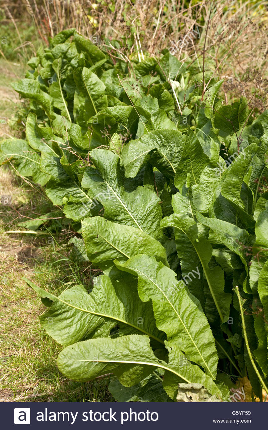 Wild Horseradish Stock Photos & Wild Horseradish Stock Images Alamy