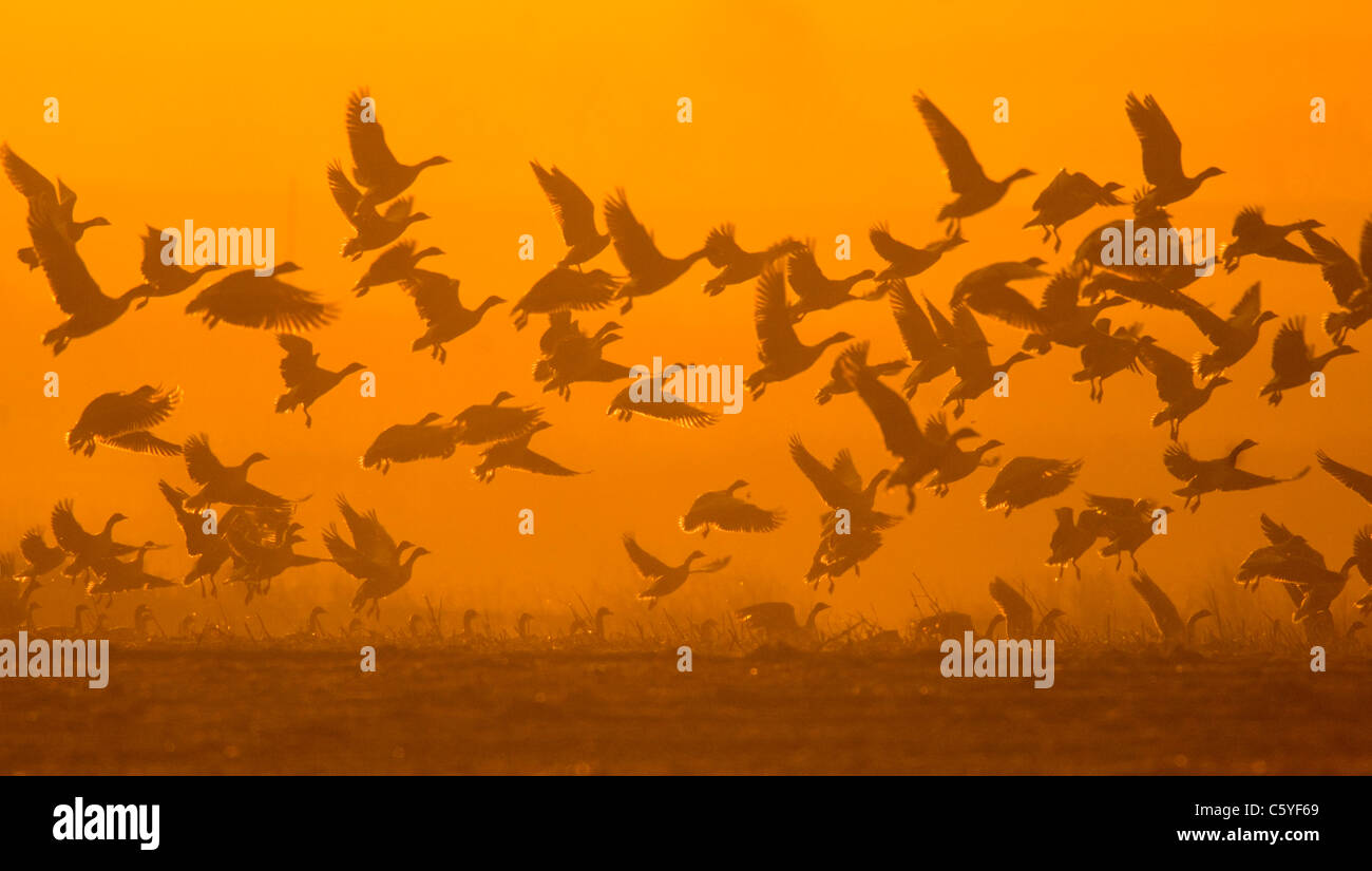 Pink-footed geese Anser brachyrhynchus  A flock of geese take flight at dawn.  Norfolk, UK Stock Photo