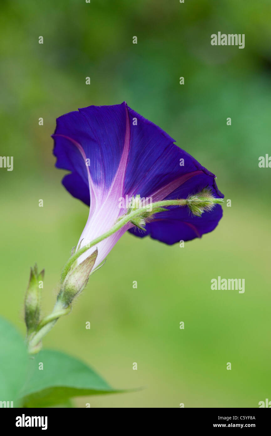 Ipomoea 'morning glory' Grandpas Ott in an English garden Stock Photo