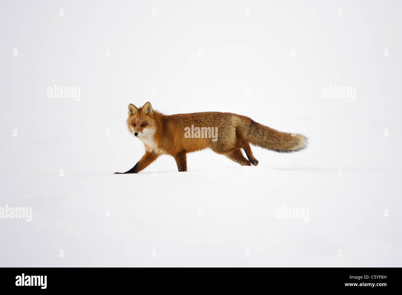 Red Fox (Vulpes vulpes), adult walking across snow. Stock Photo