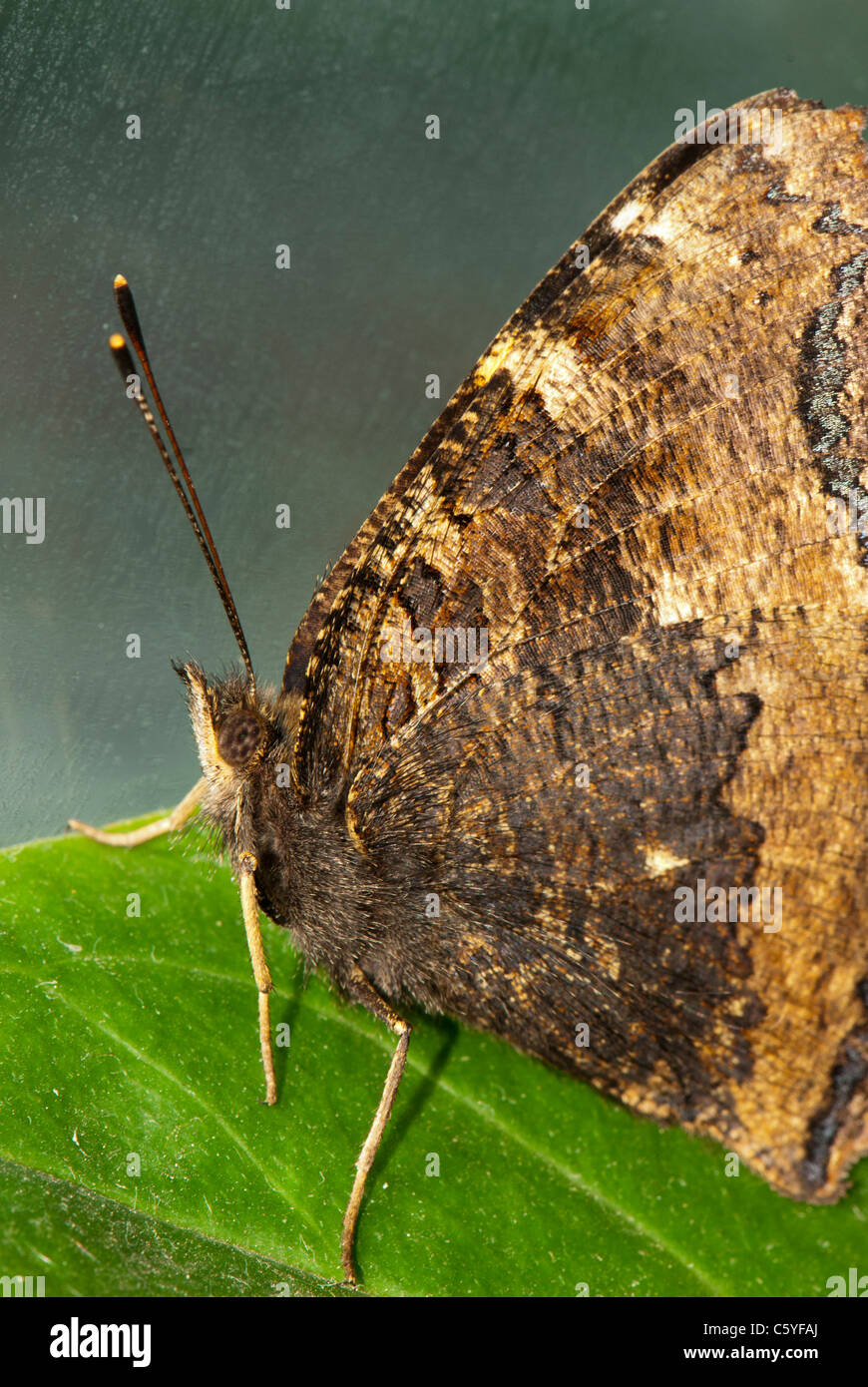Monarch butterfly sitting on the green leaf Stock Photo - Alamy