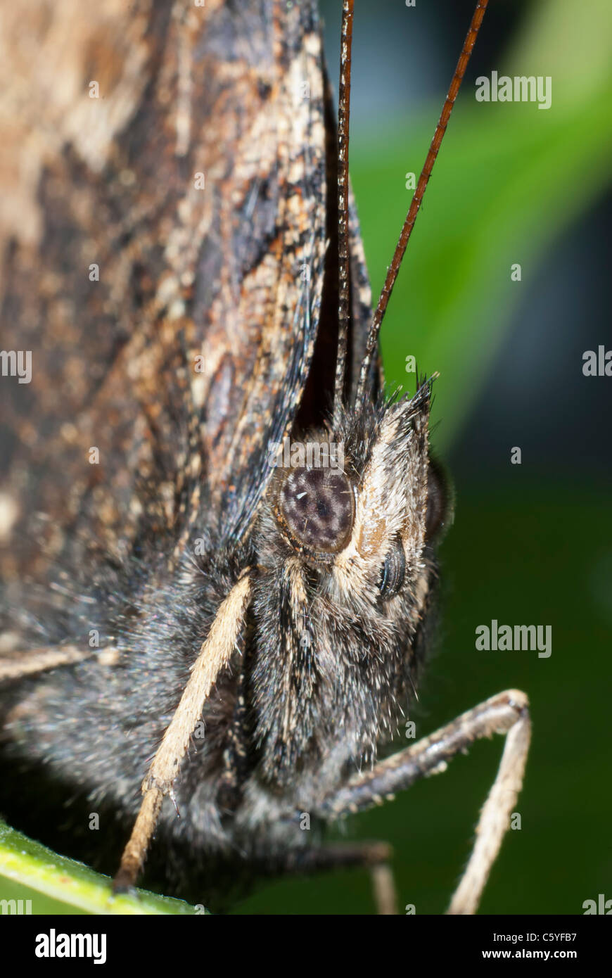 Monarch butterfly sitting on the green leaf Stock Photo - Alamy