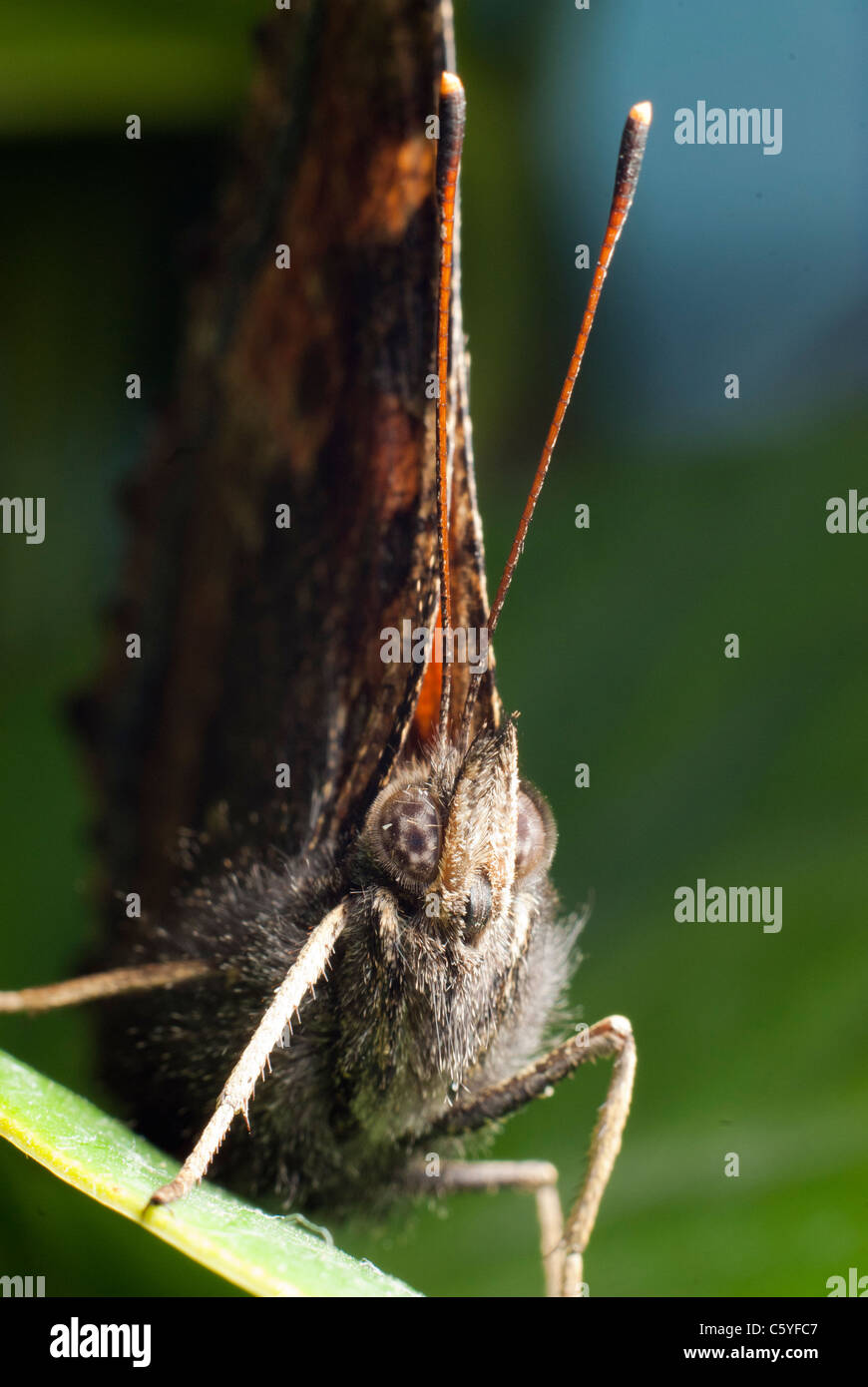 Monarch butterfly sitting on the green leaf Stock Photo - Alamy