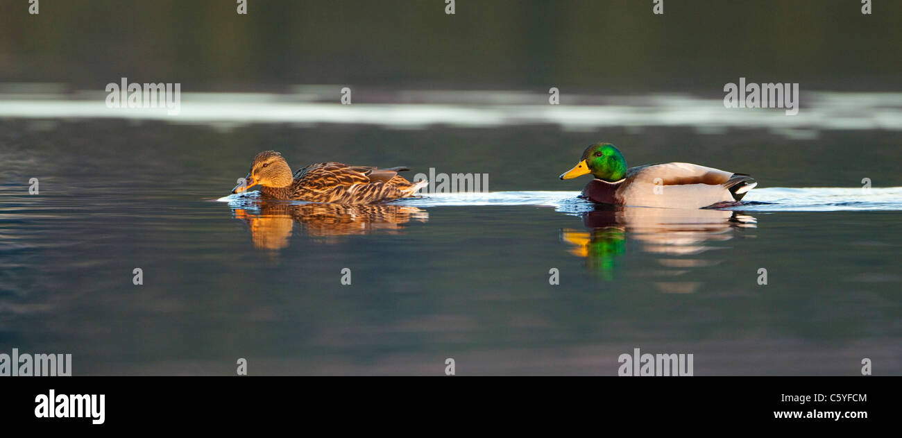 Mallard Duck (Anas platyrhynchos). Pair in breeding plumage on water. Stock Photo