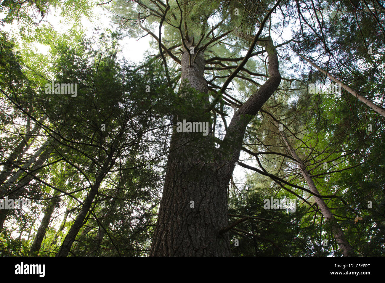 Mature Eastern White Pine ( Pinus strobus ) with a 129 inch (+/-) circumference  in Albany, New Hampshire USA Stock Photo