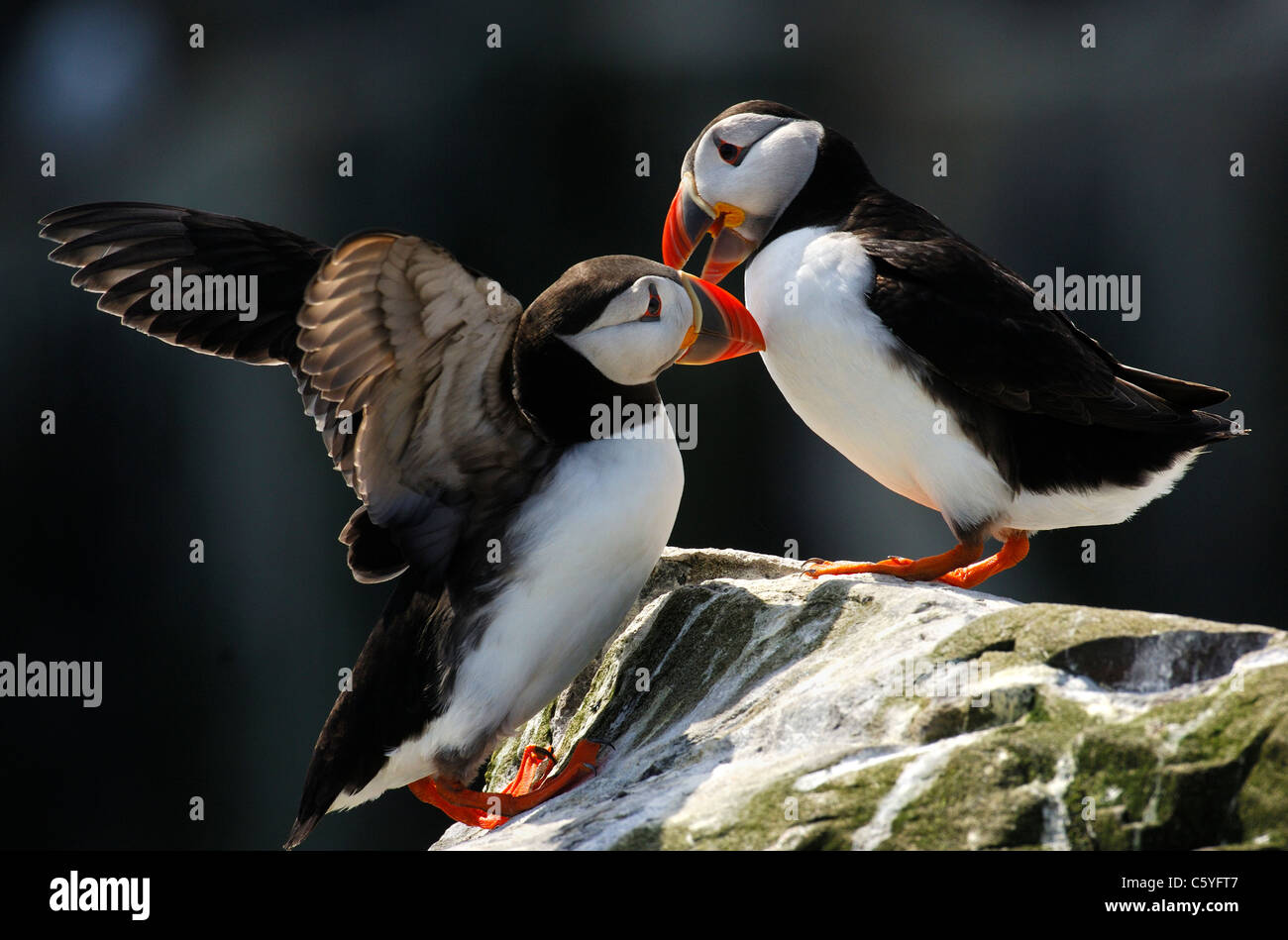 PUFFIN Fratercula arctica  An adult is met with aggression after trying to land on an occupied rock. May.  Farne Islands, UK Stock Photo