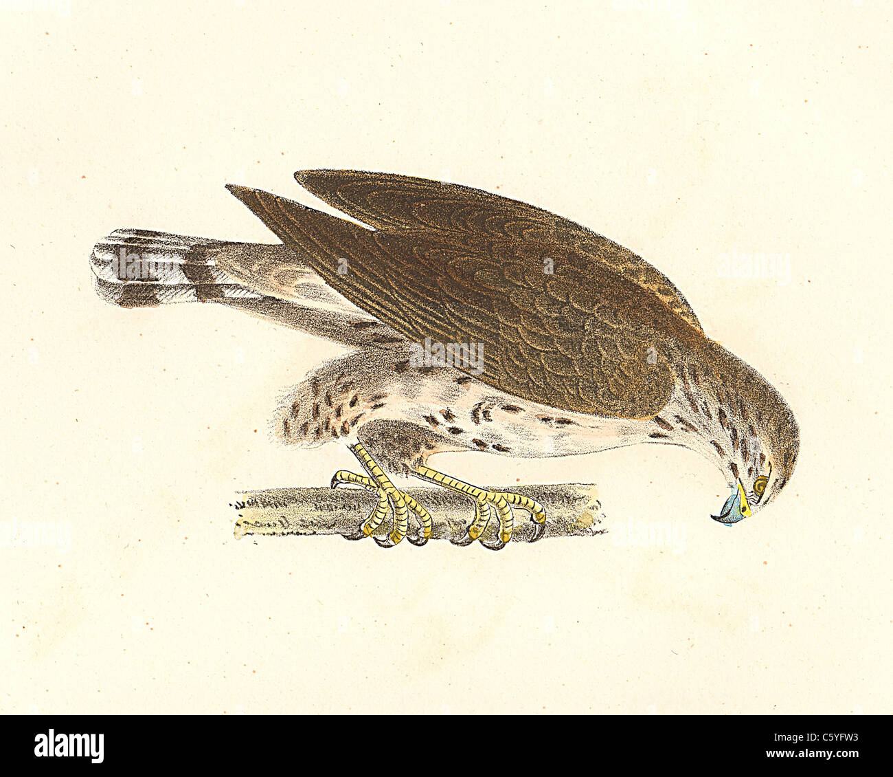 The Broad-winged Buzzard, Broadwinged Hawk (Buteo pensylvanicus Buteo platypterus) vintage bird lithograph - James De Kay Zoology of NY, Fauna, Birds Stock Photo