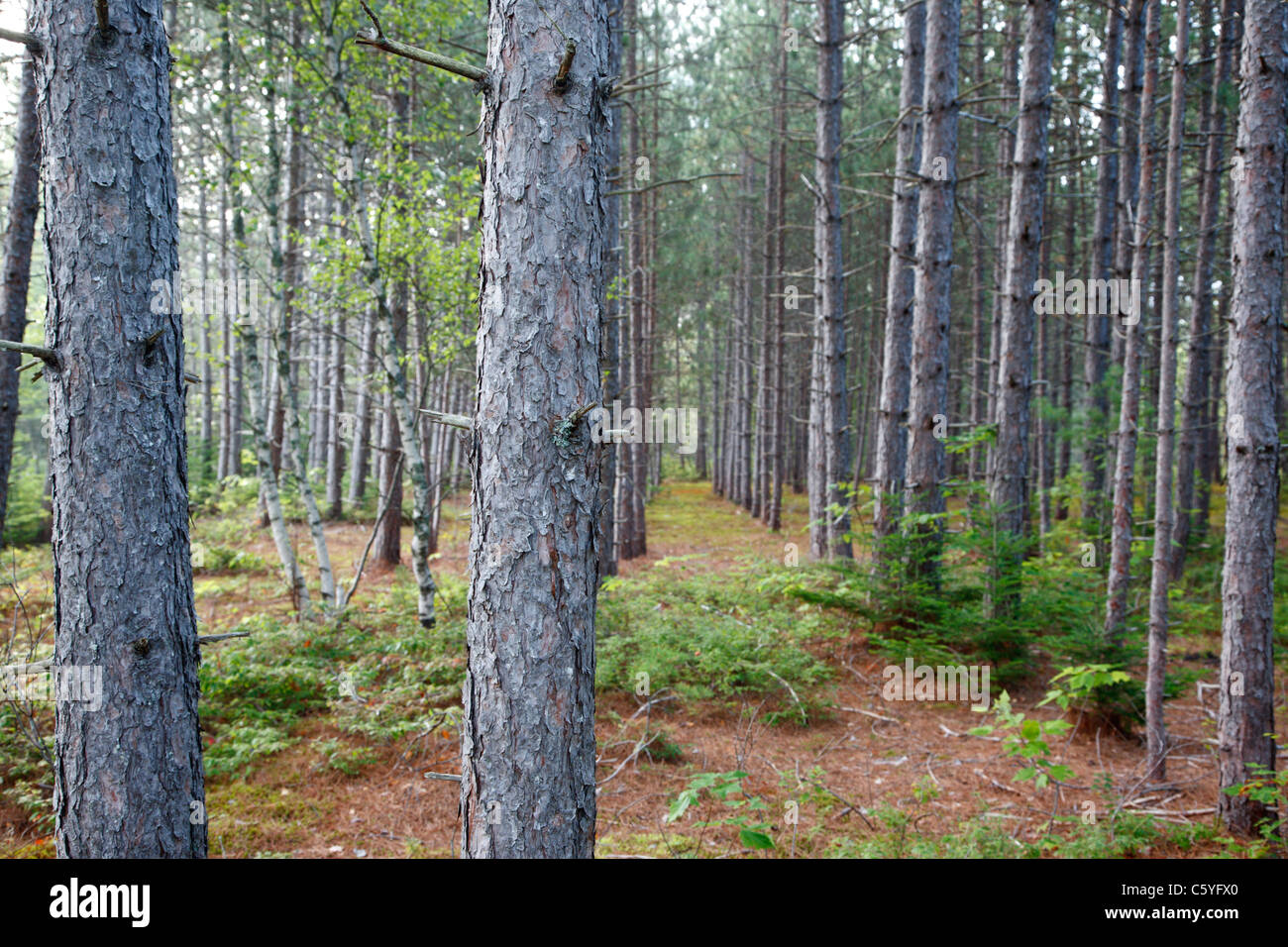 A young Red Pine Forest ( Pinus resinosa ) during the summer months in Albany, New Hampshire USA Stock Photo