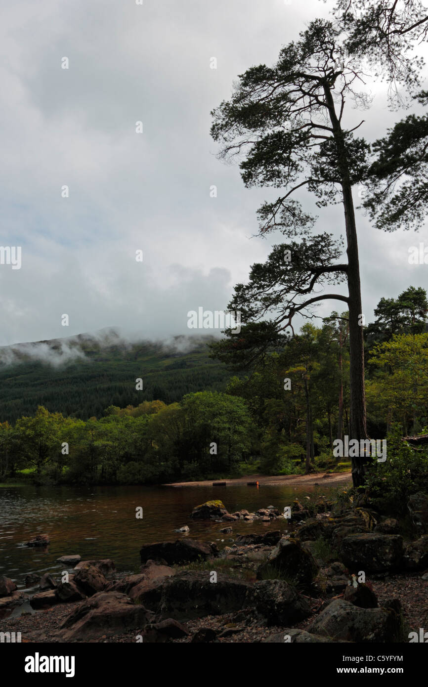 Loch Eck in the Argyll Forest Park in Scotland, UK. Stock Photo