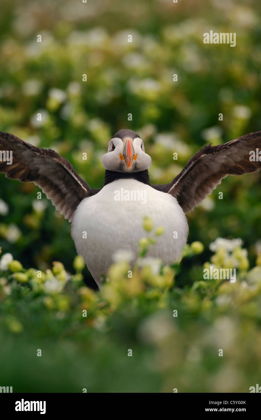 PUFFIN Fratercula arctica  An adult stretches its wings among coastal flowers. May.  Farne Islands, UK Stock Photo