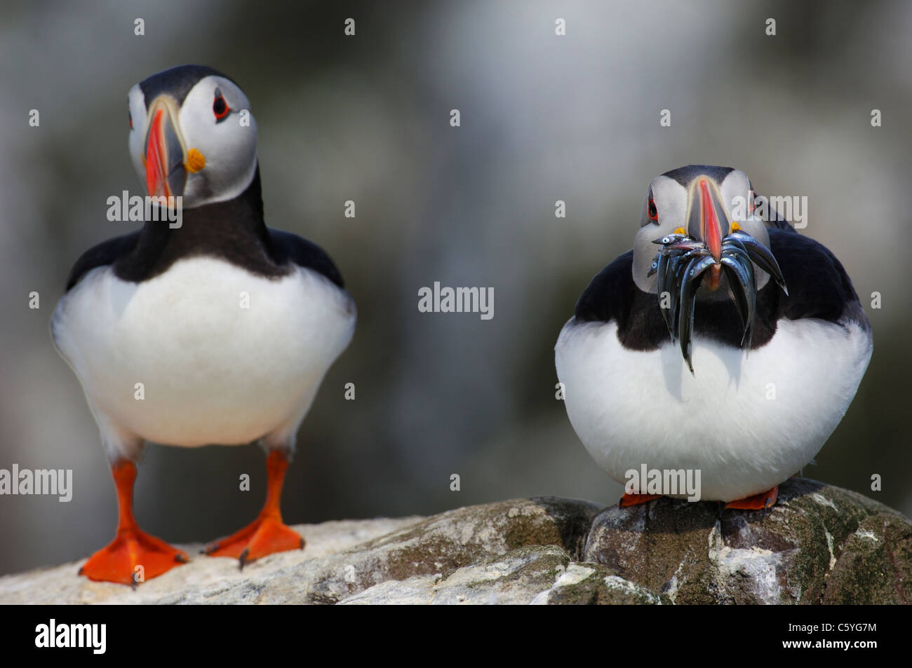 PUFFIN Fratercula arctica  A pair of adults, one with a beak full of sandeels, sit near each other.  Farne Islands, UK Stock Photo